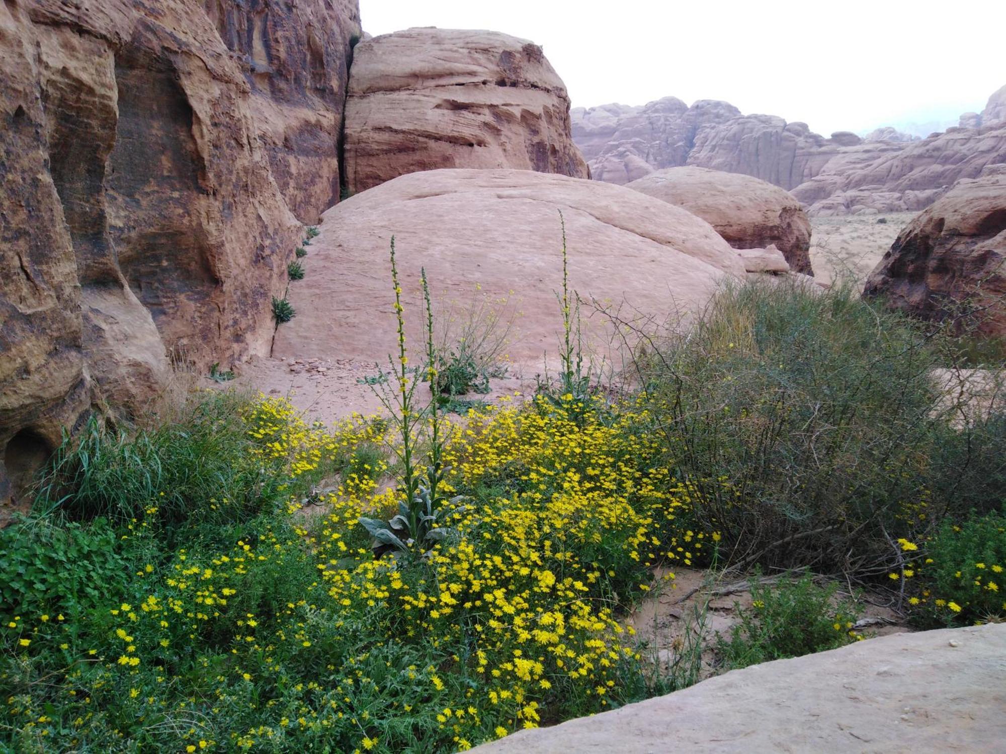 Welcome To Wadi Rum Camp Ξενοδοχείο Εξωτερικό φωτογραφία